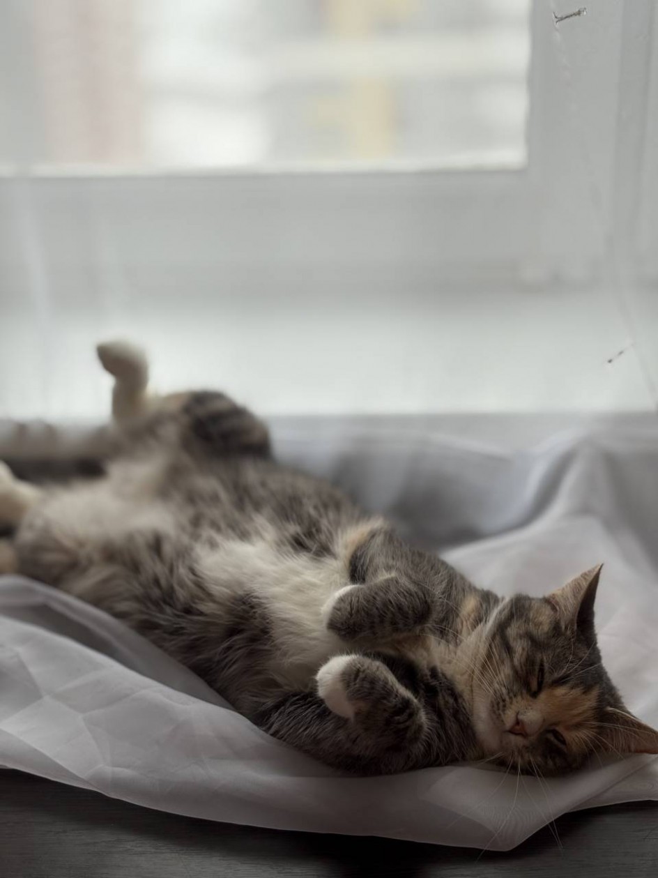 «Когда занавеска становится ложем»