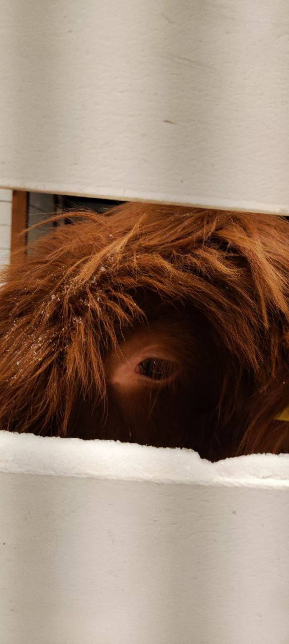 Эти глаза напротив