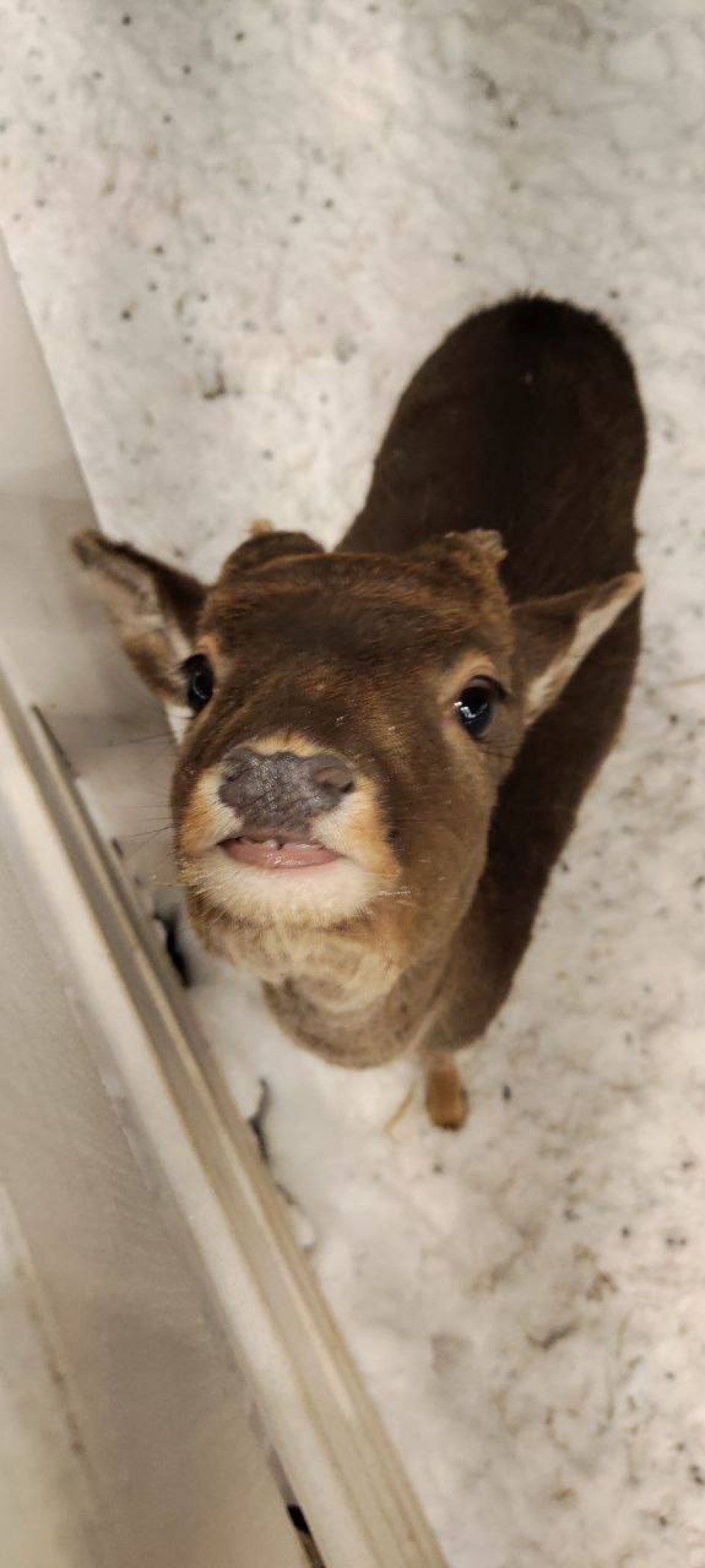 Зимние жители