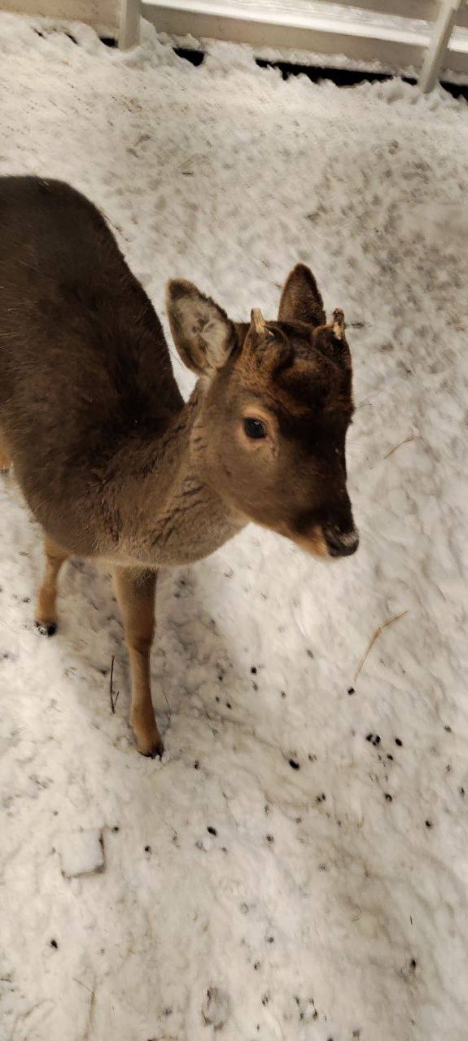 Зимняя жизнь