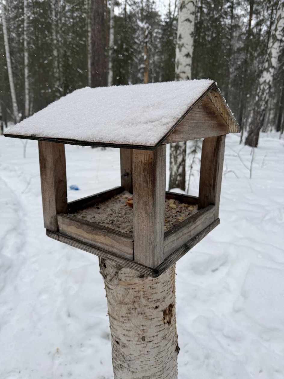 Покормите птиц зимой