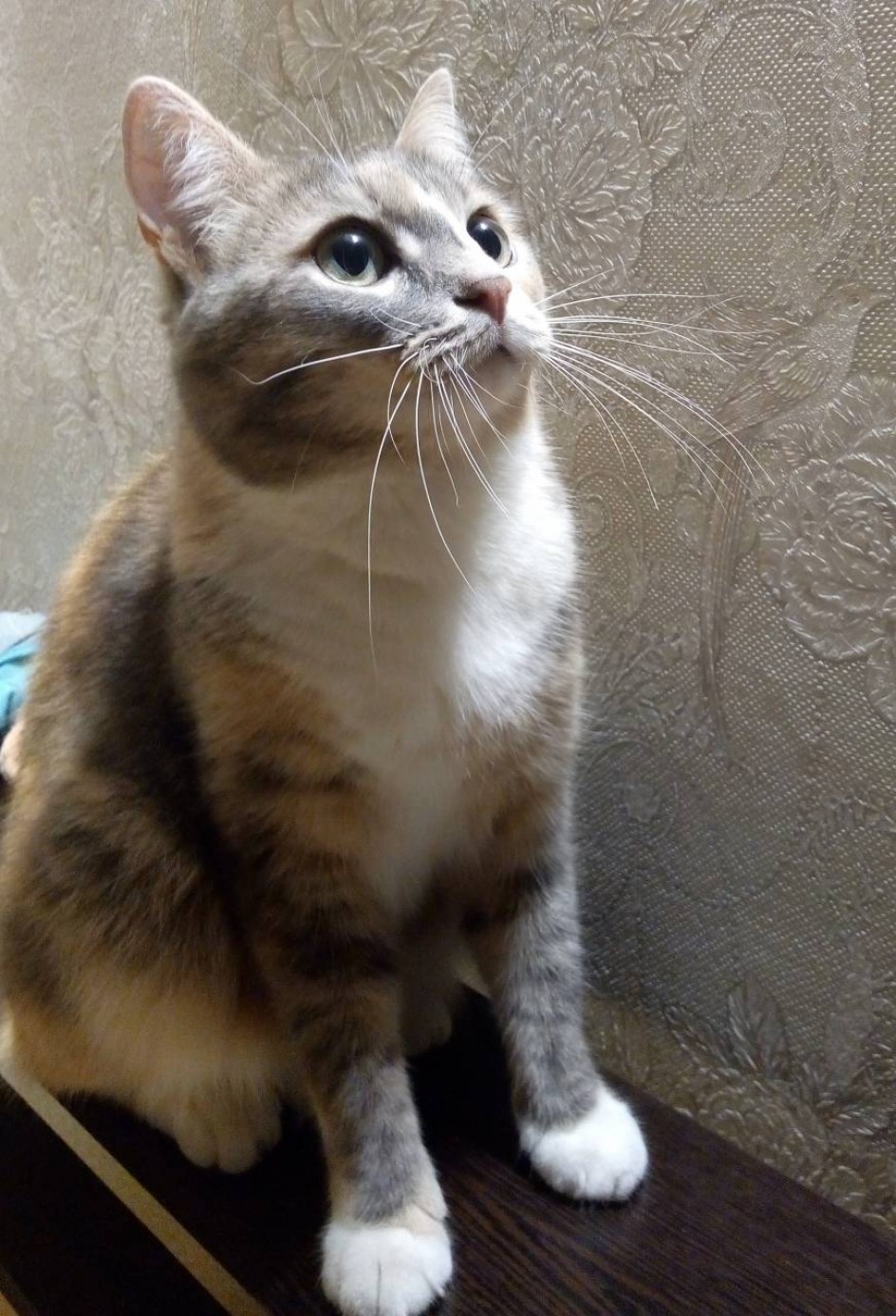 Кошка Маруся, любимица семьи