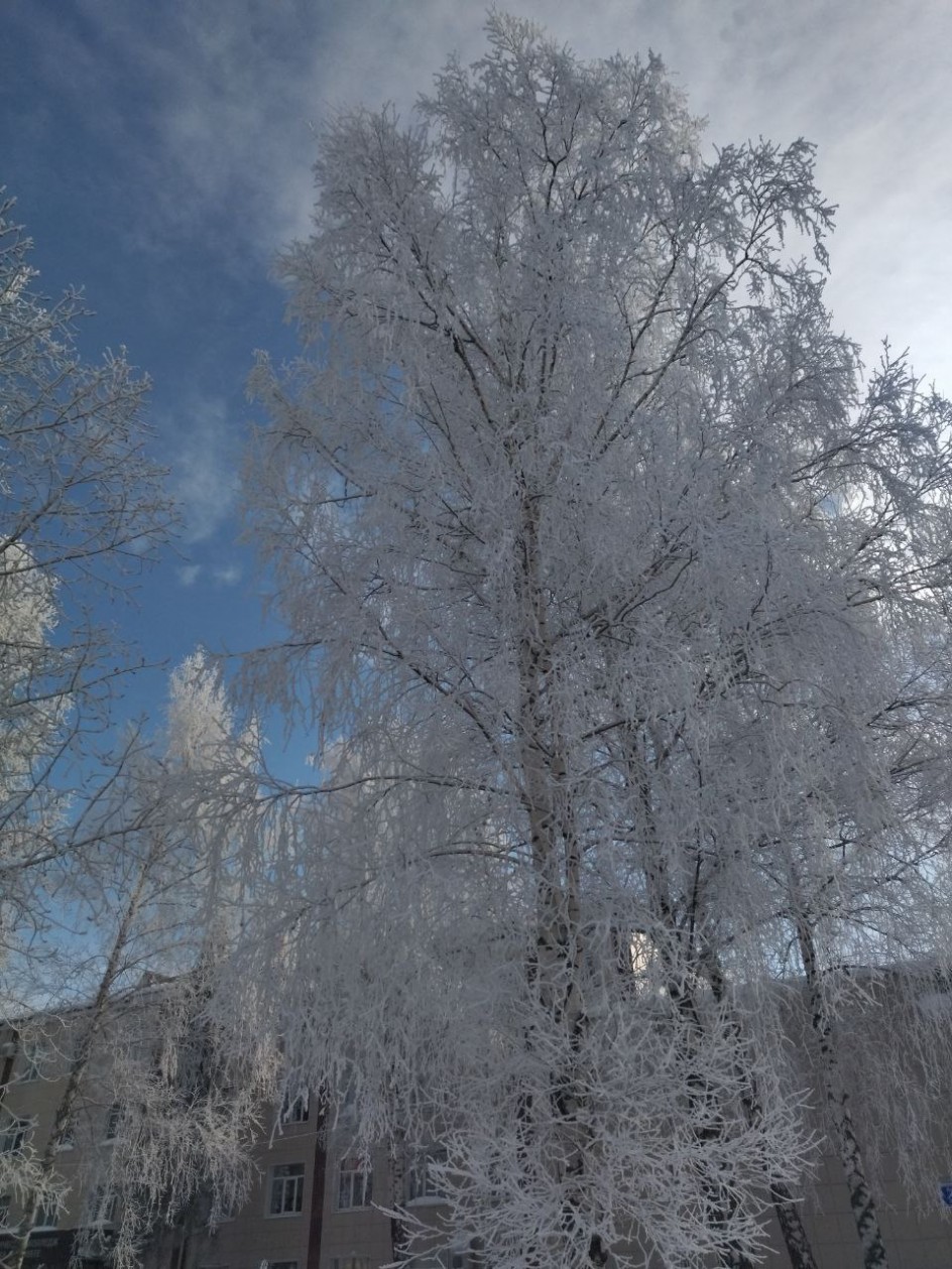 Красота морозного дня