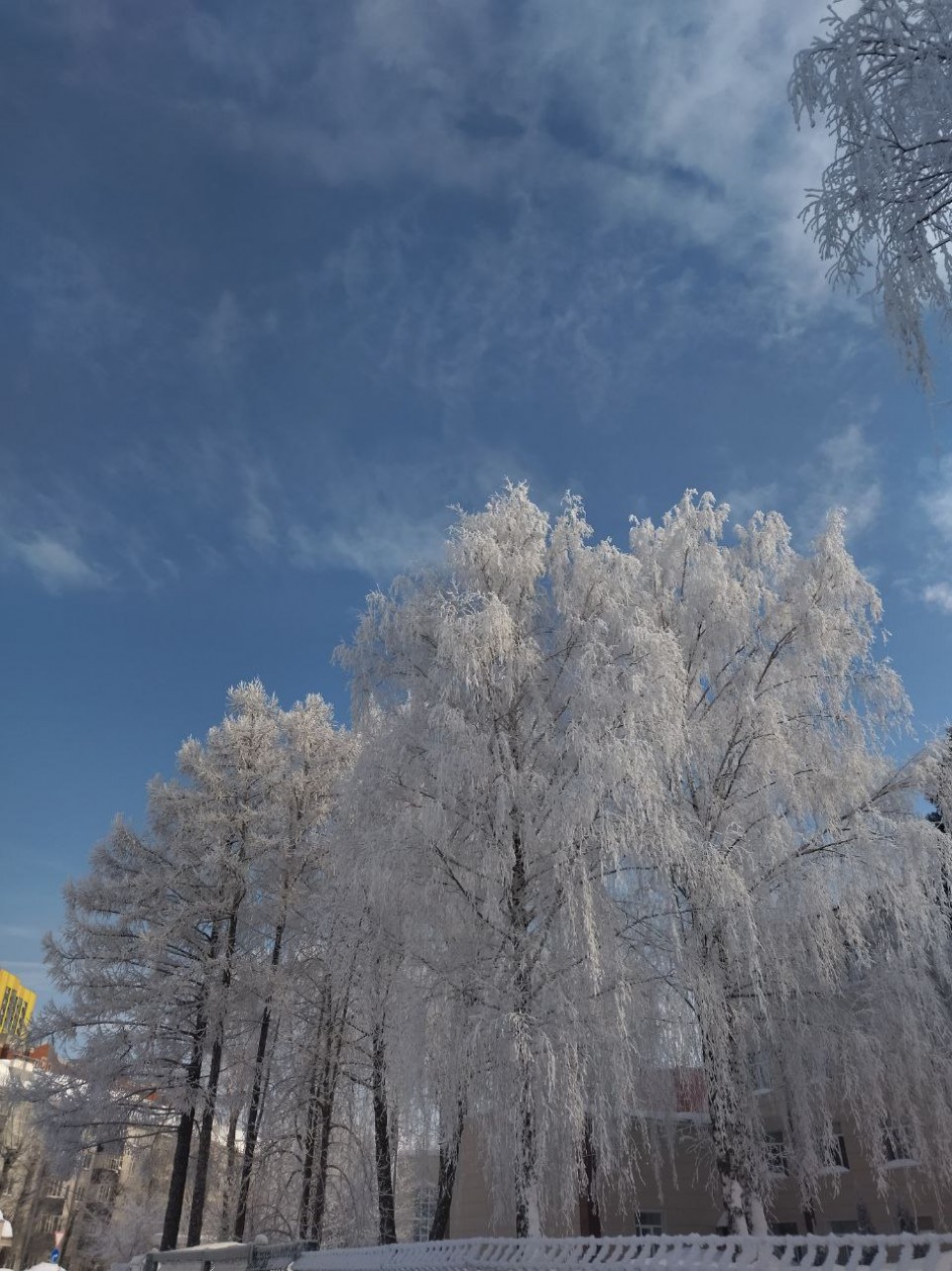 Деревья в серебре