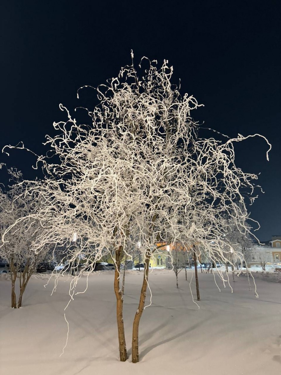 Застывшая красота