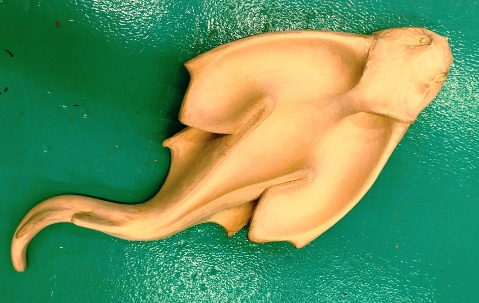 Морской ангел