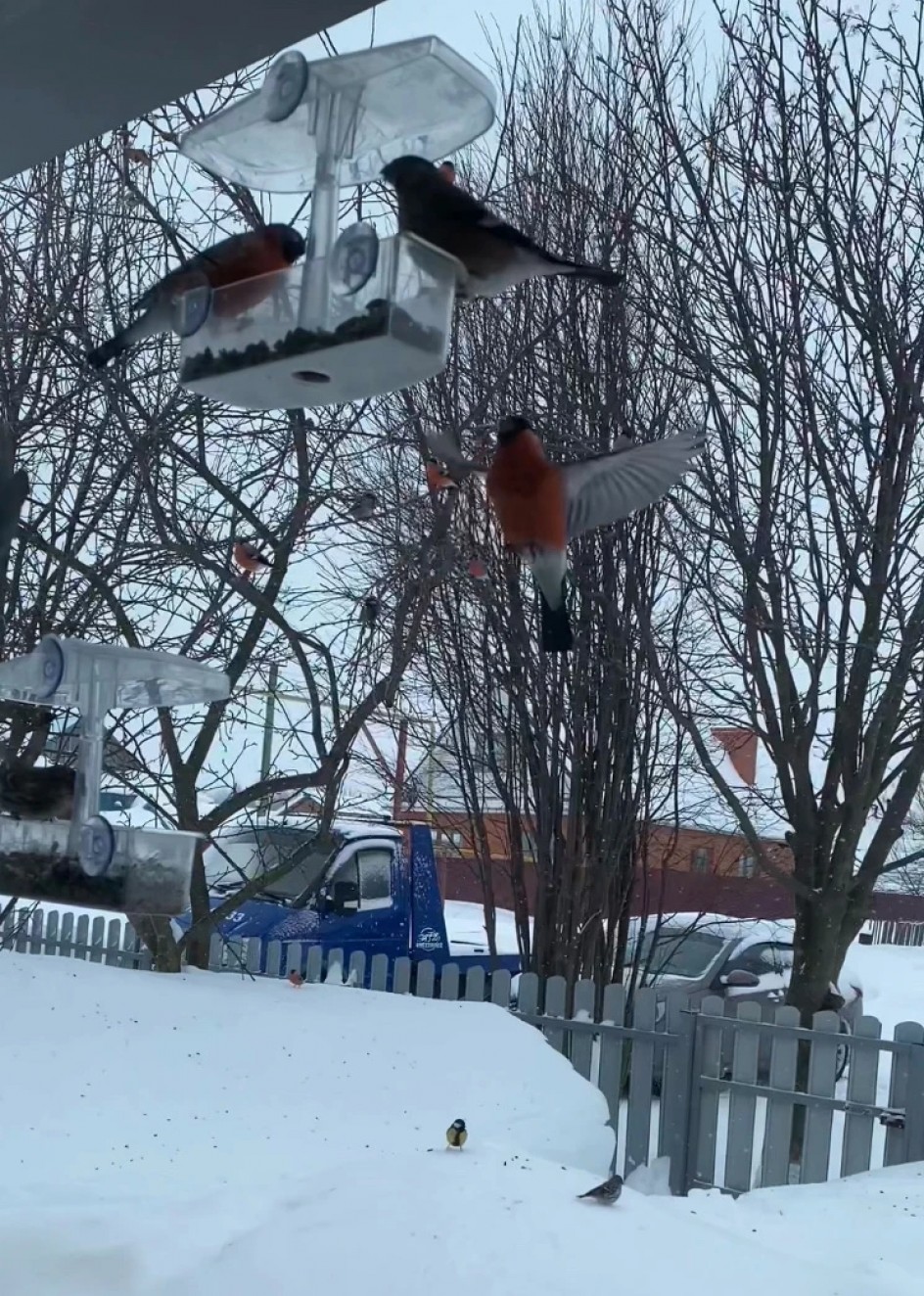 Покормлю я поскорей красногрудых снегирей