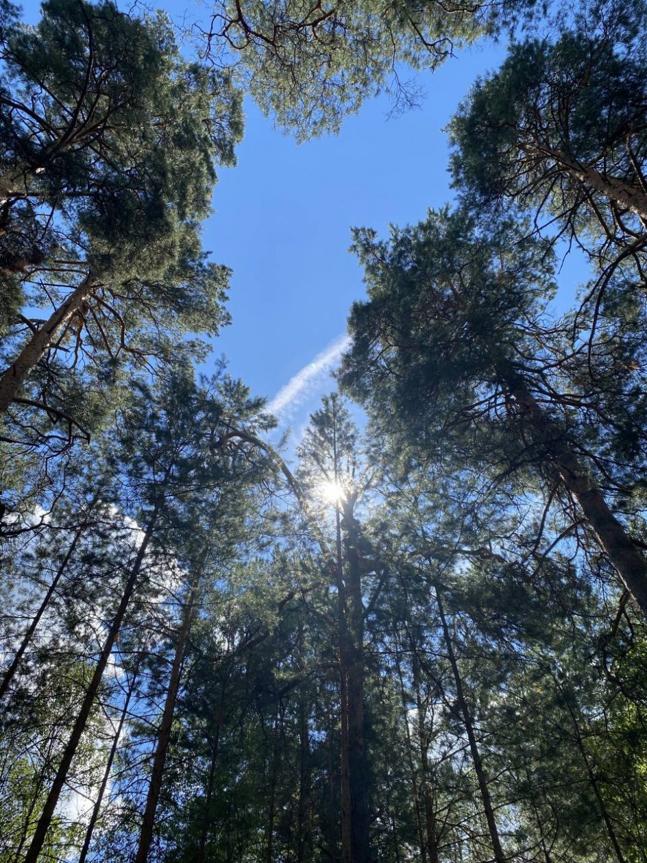 "Золотое солнце сквозь иголки"