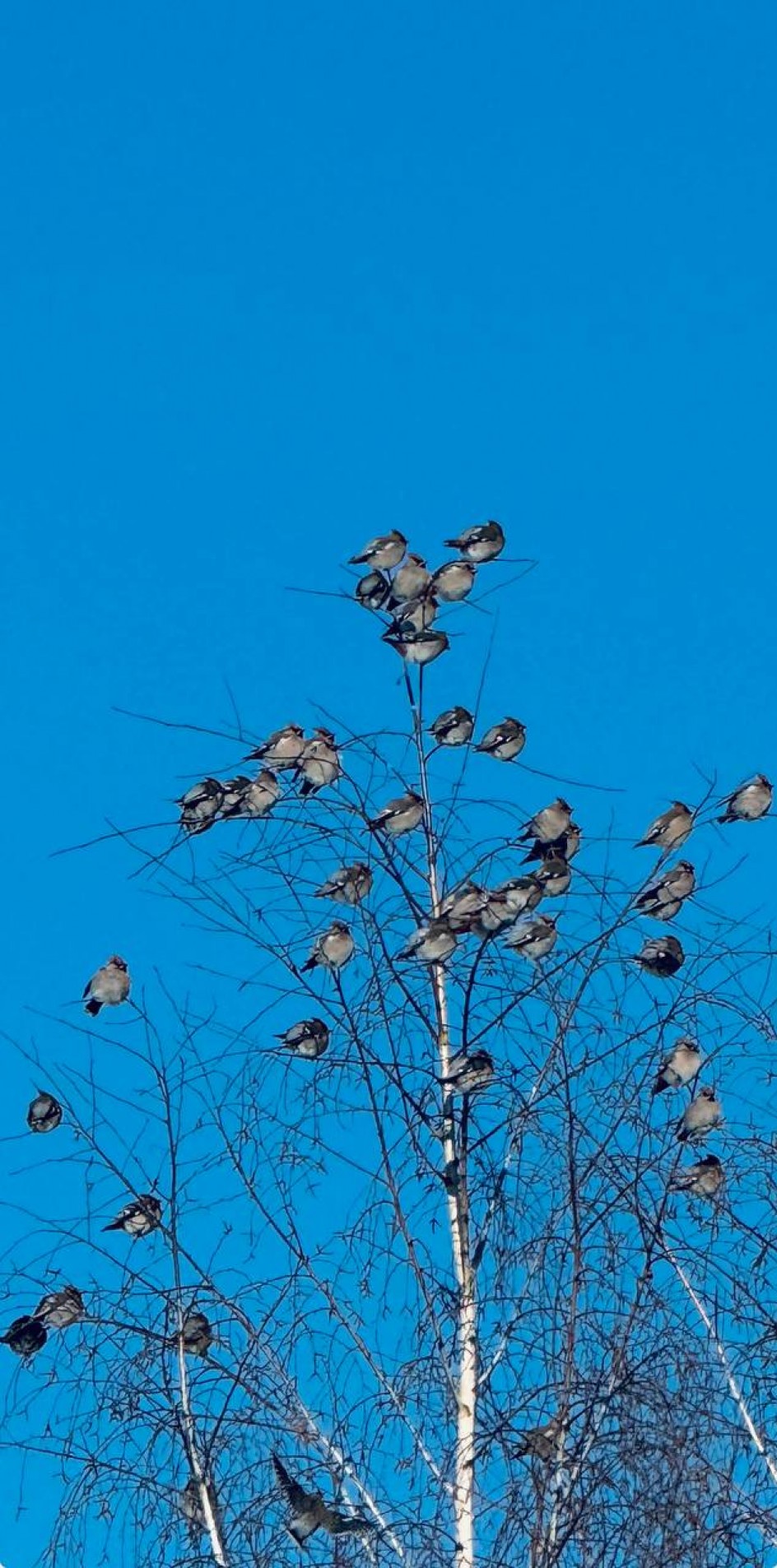 Птицы зимой!