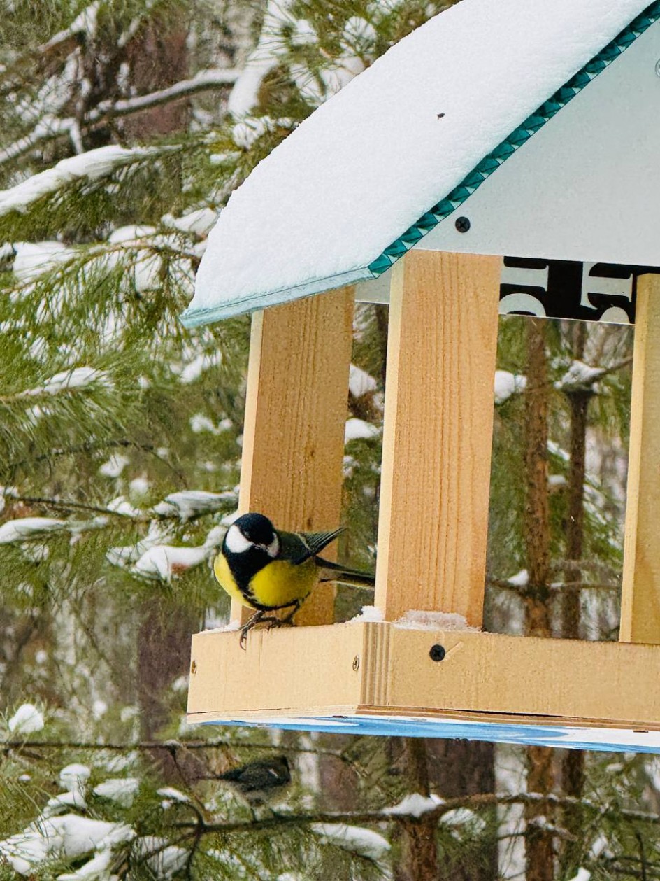 Зимующие птицы