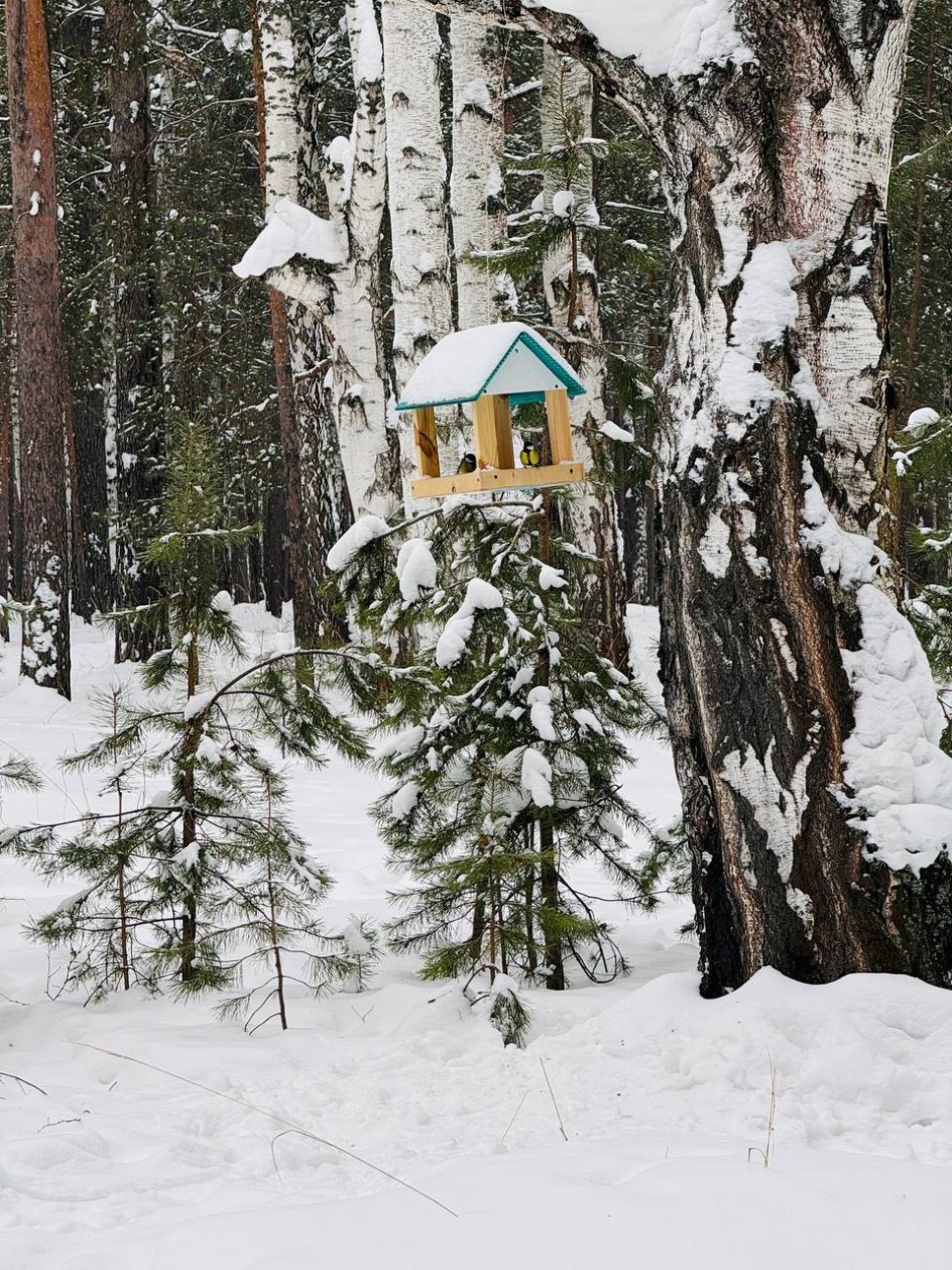 Зимние кормушки