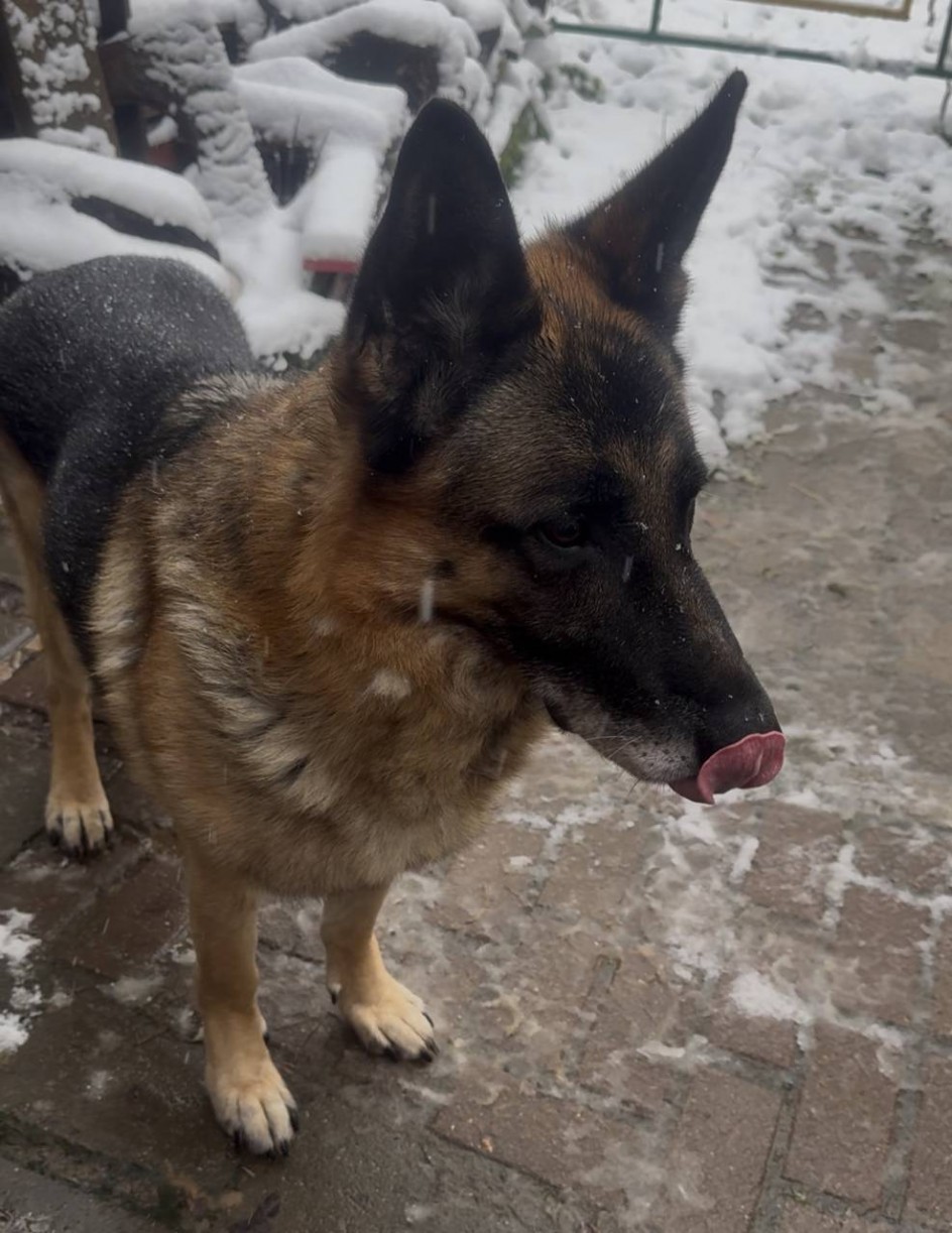 Мой любимый питомец