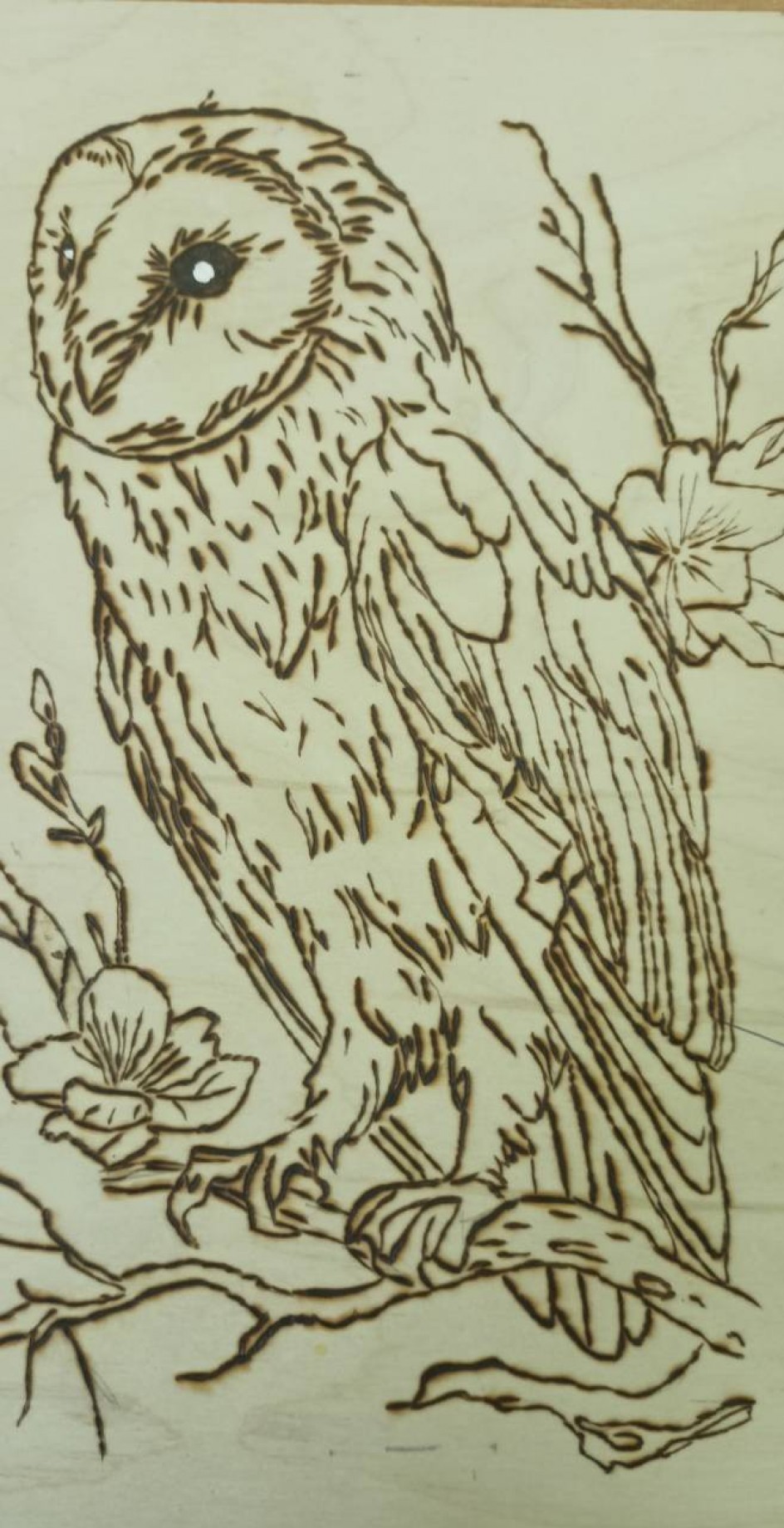 Краснокнижная неясыть