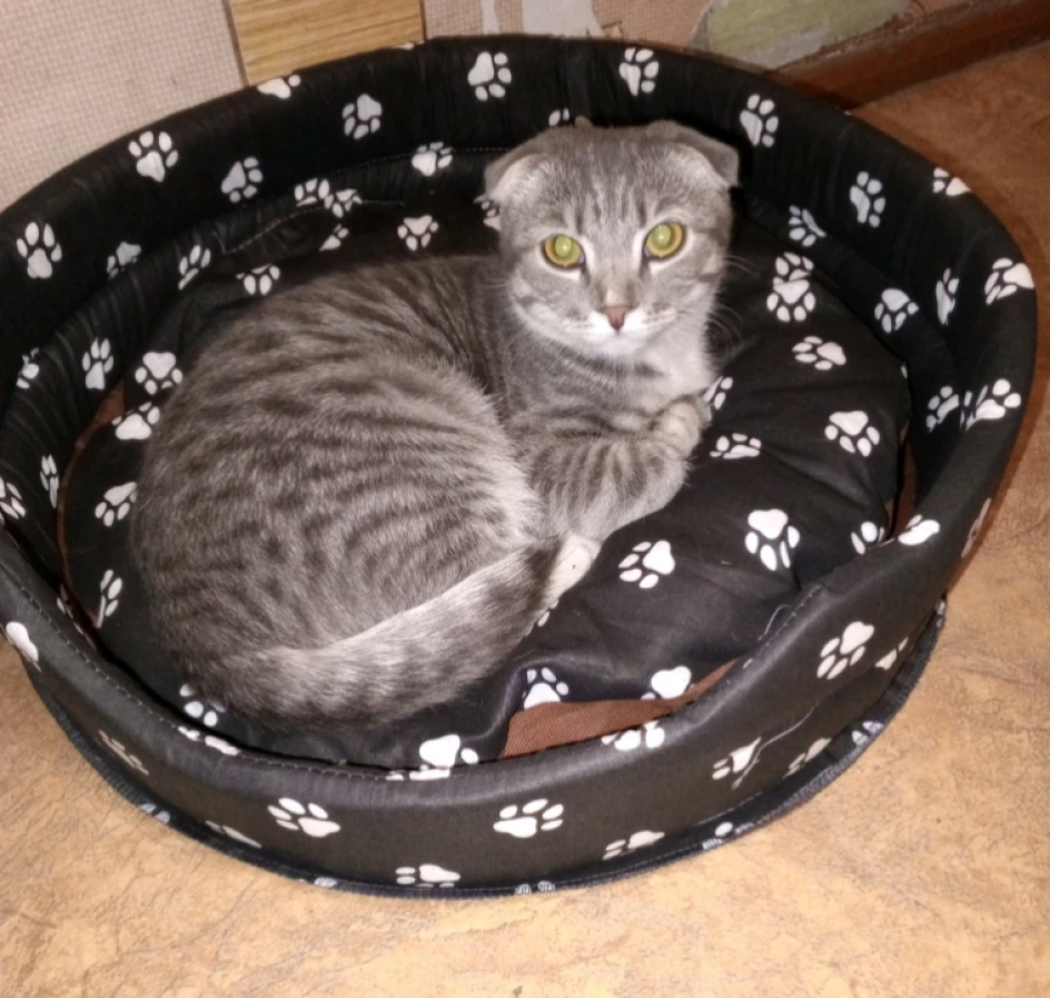 "Мой вислоухий питомец"