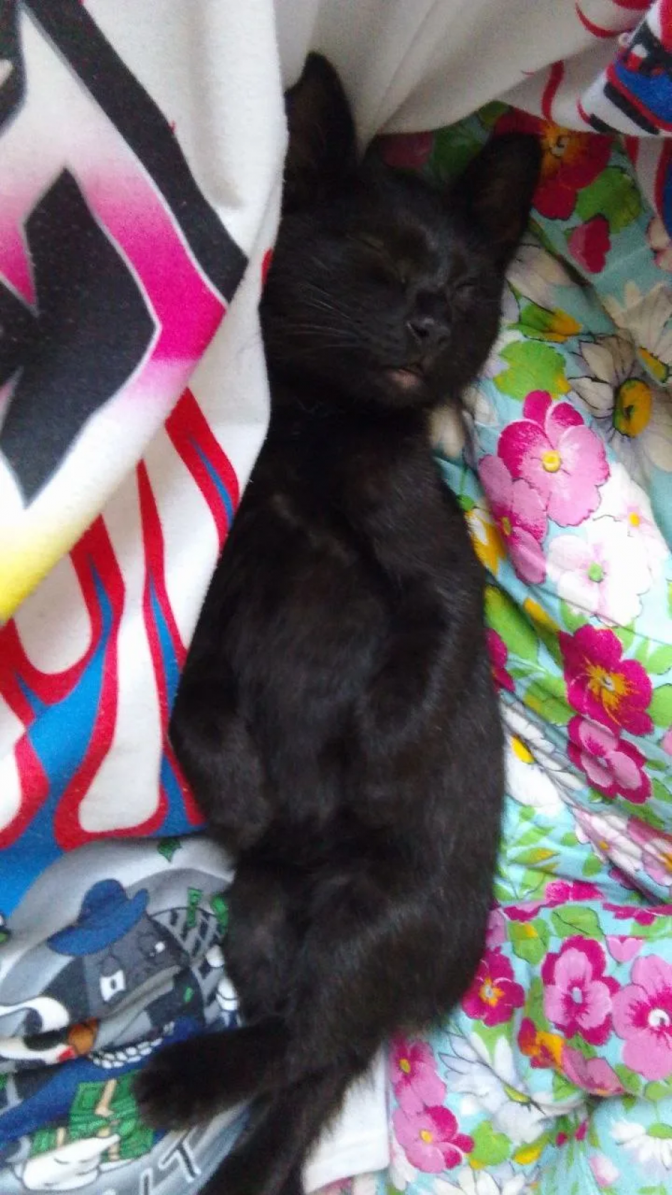 "Наш любимец"