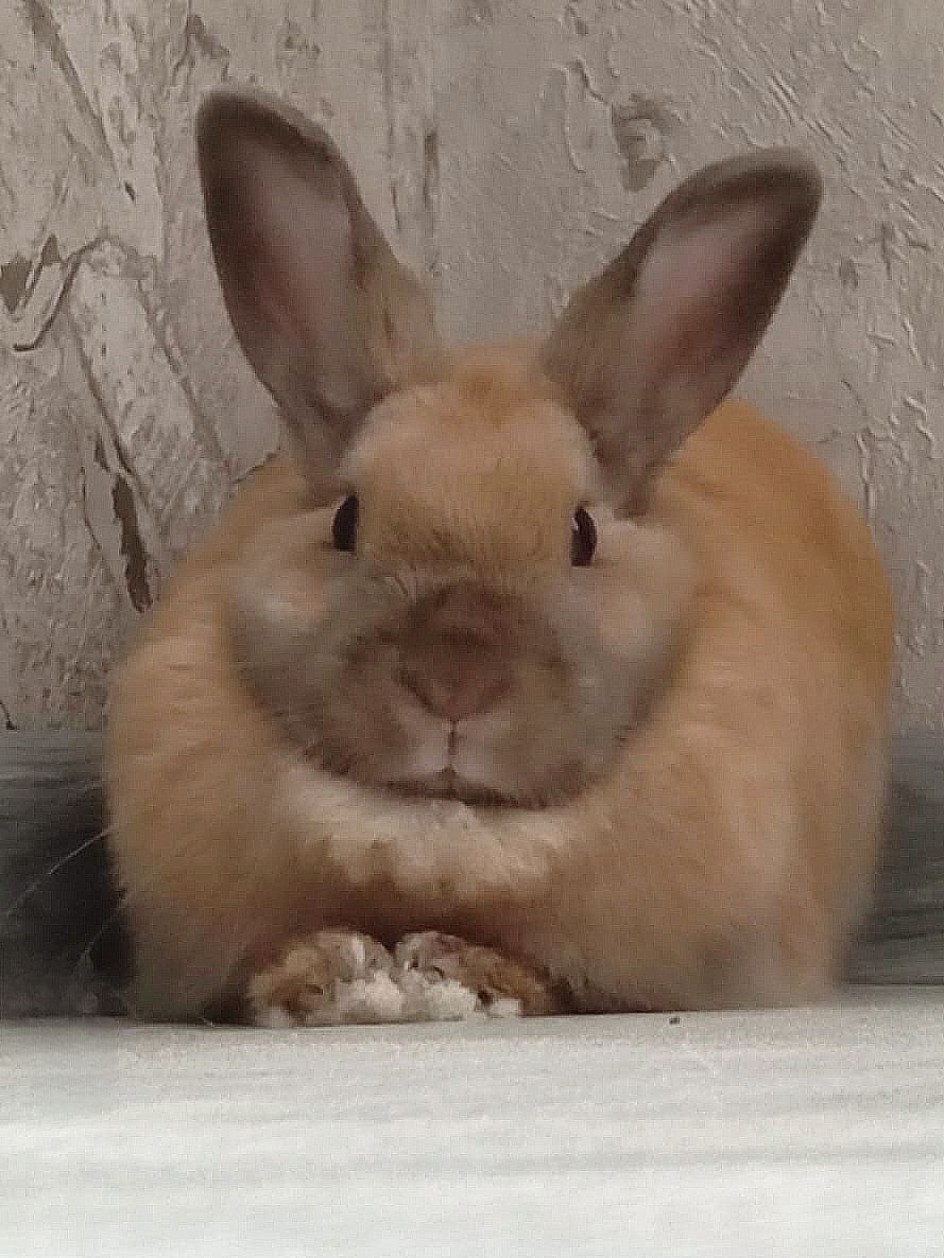 Пушистый любимец