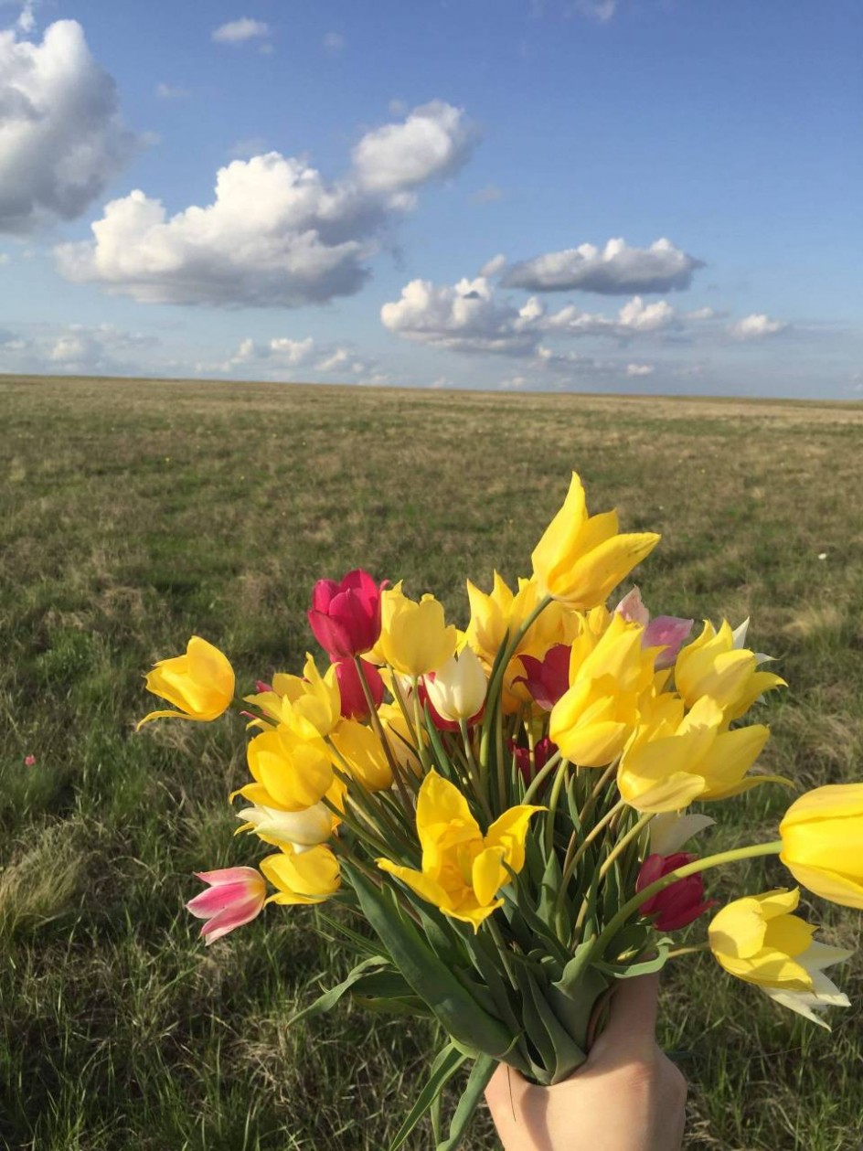 Полевые тюльпаны