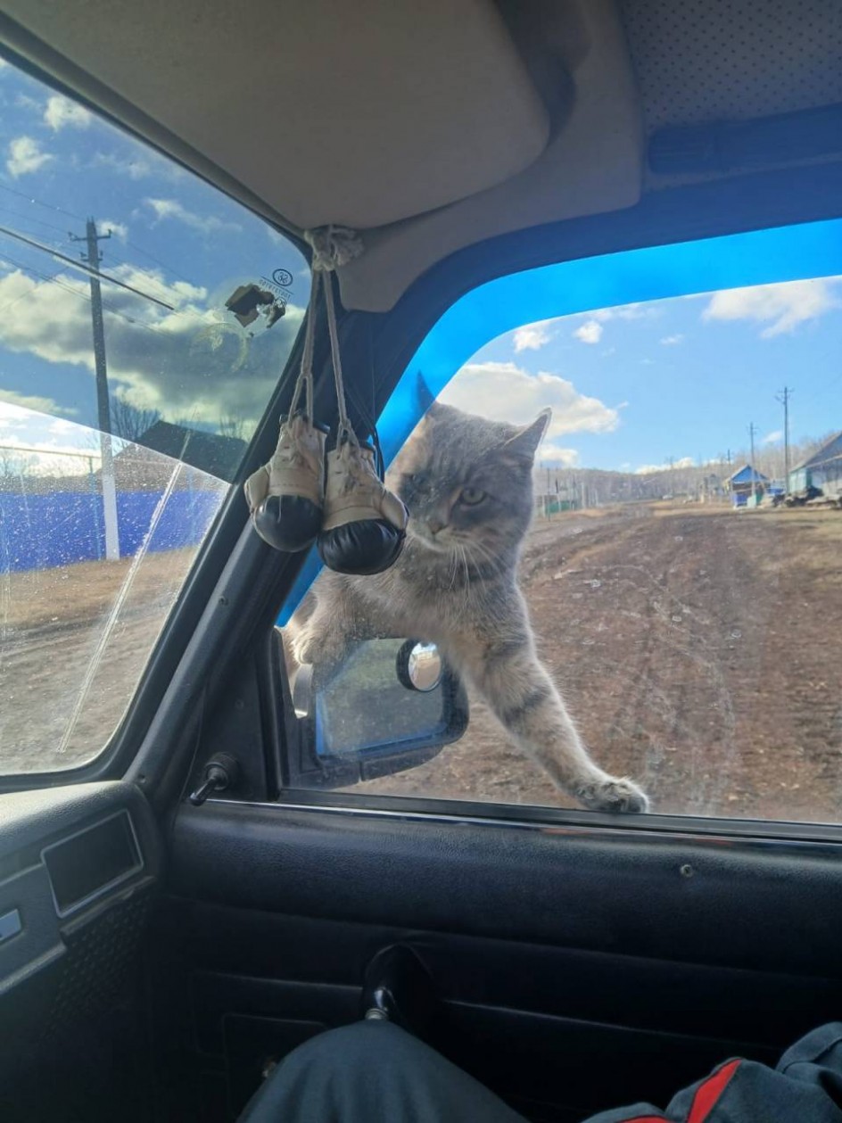 Наш любопытный кот Лео