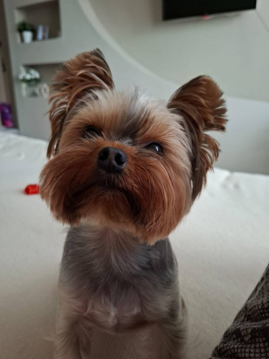 "Милашка-Гордей"