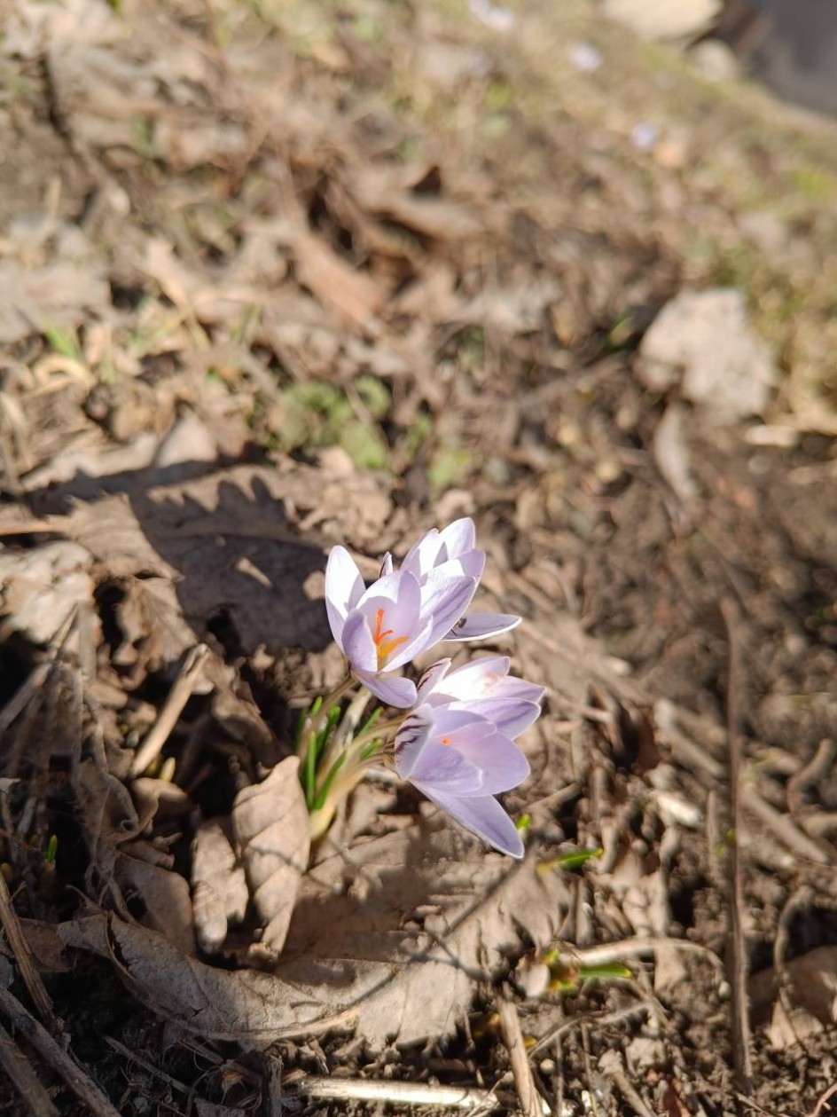 Первые цветы