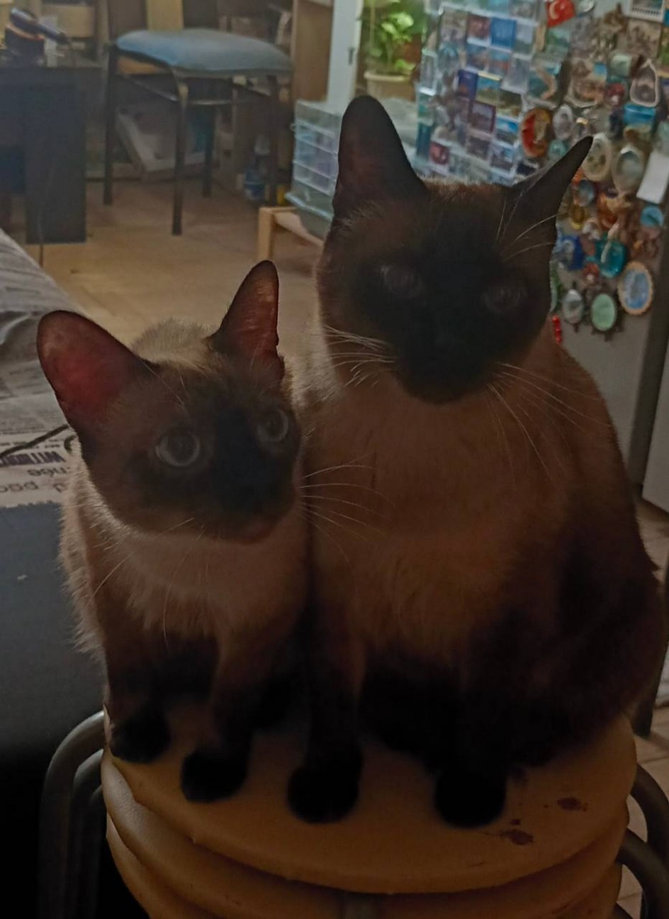 Двое из ларца...