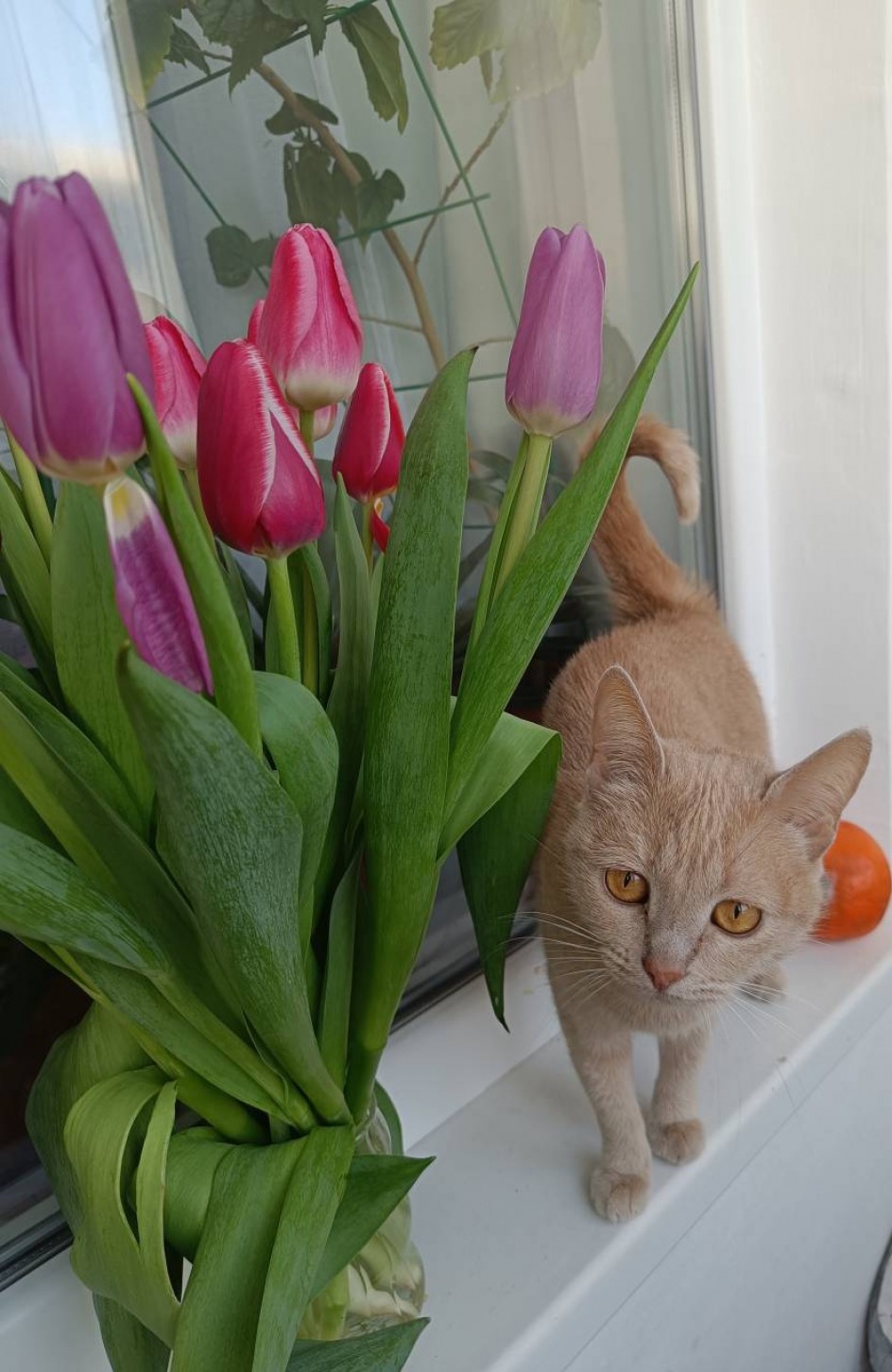 Кот в цветах