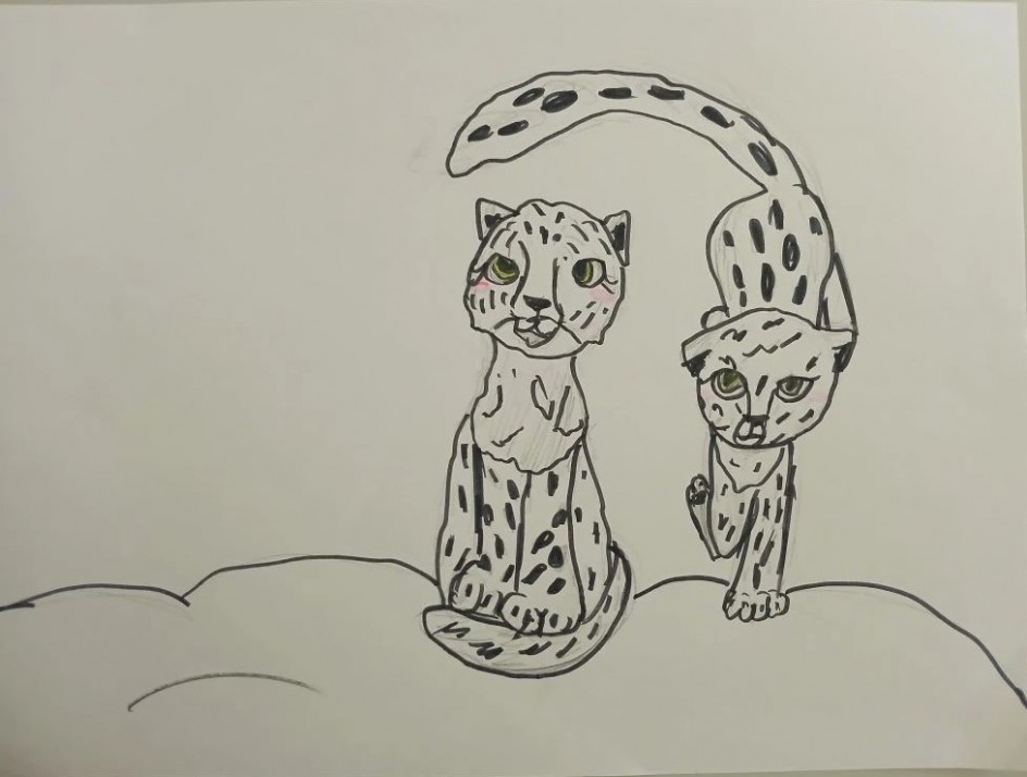 снежные барсы