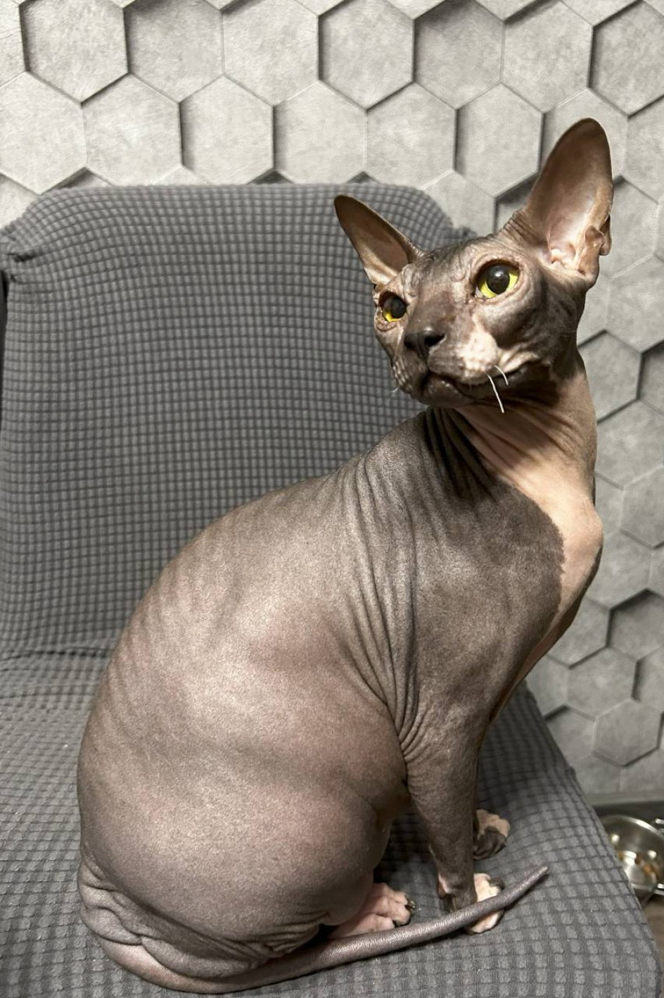Котик, горячий животик