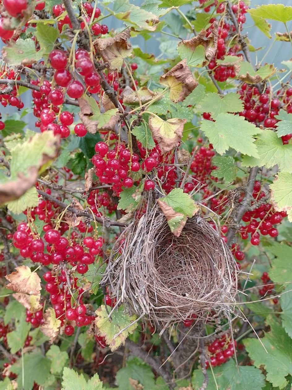 Витаминный дом