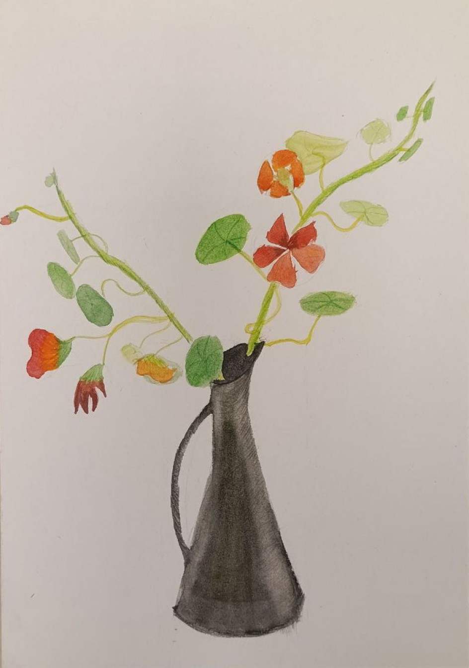 Ветка настурции