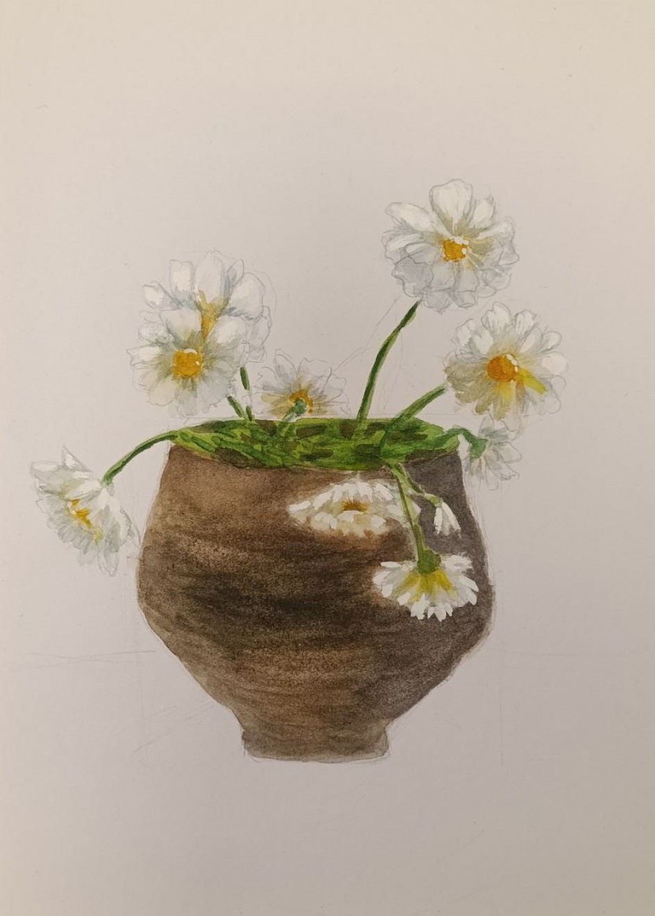 Белые маргаритки