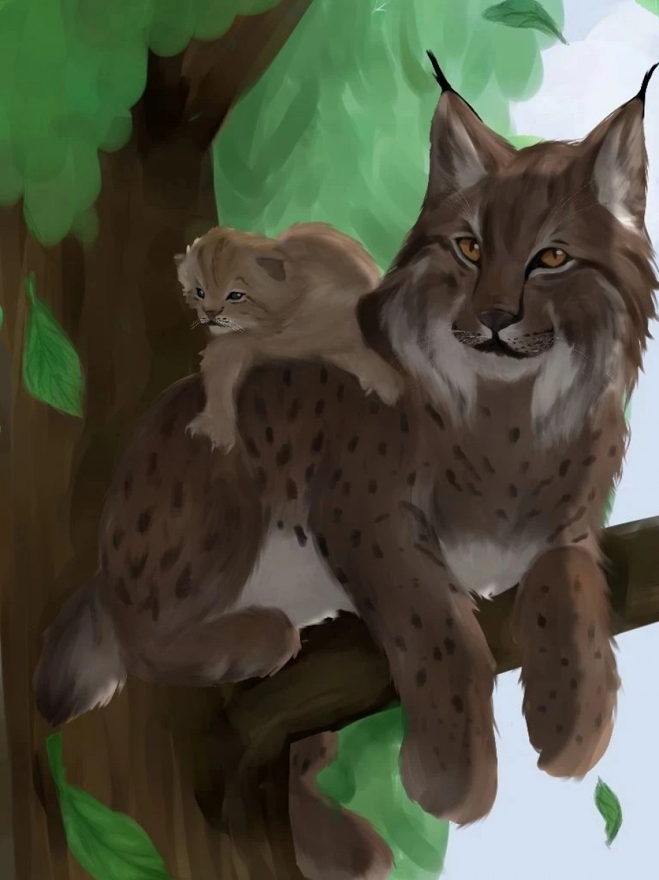 Семейство рыси