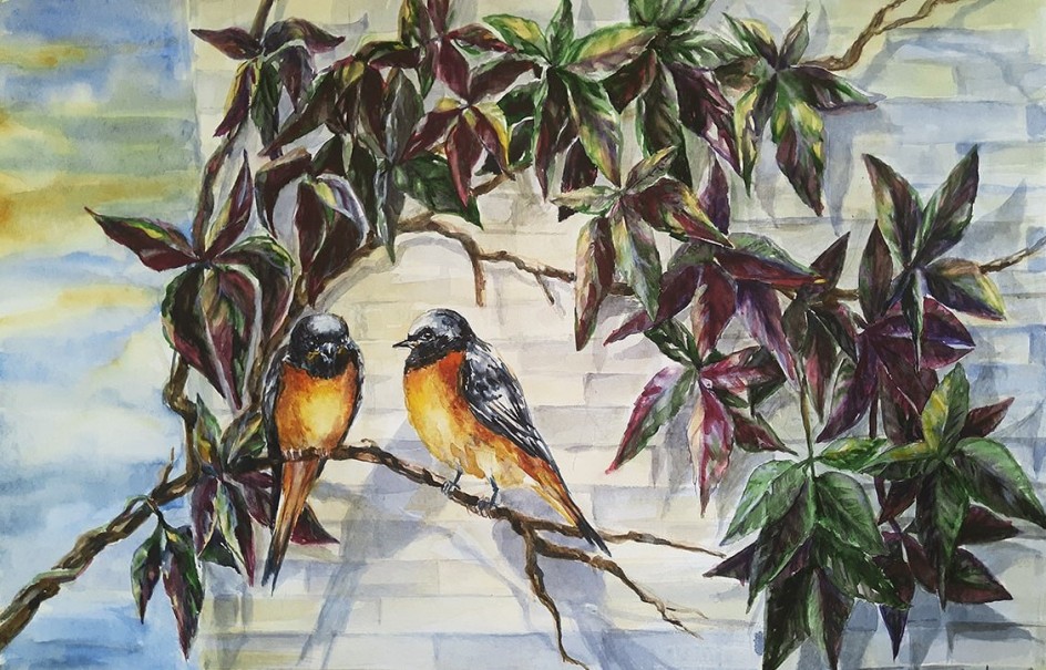 Горихвостки