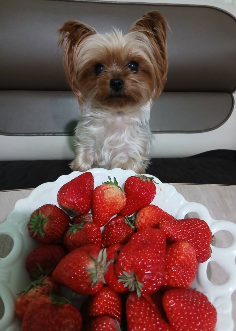 " Пусинка клубничный постовой"