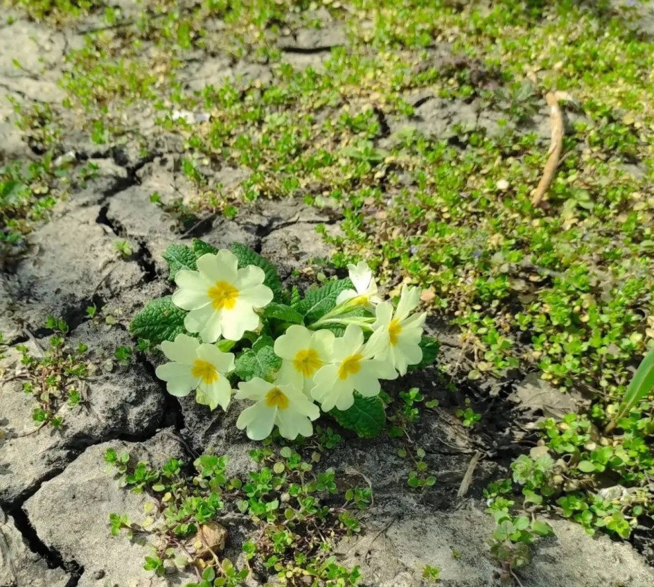 Авторская фотография "Нежность весны"