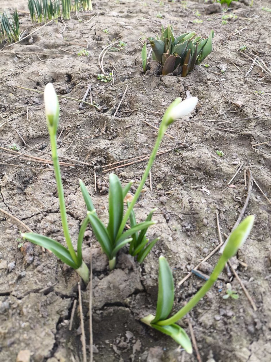 Пробуждение подснежника