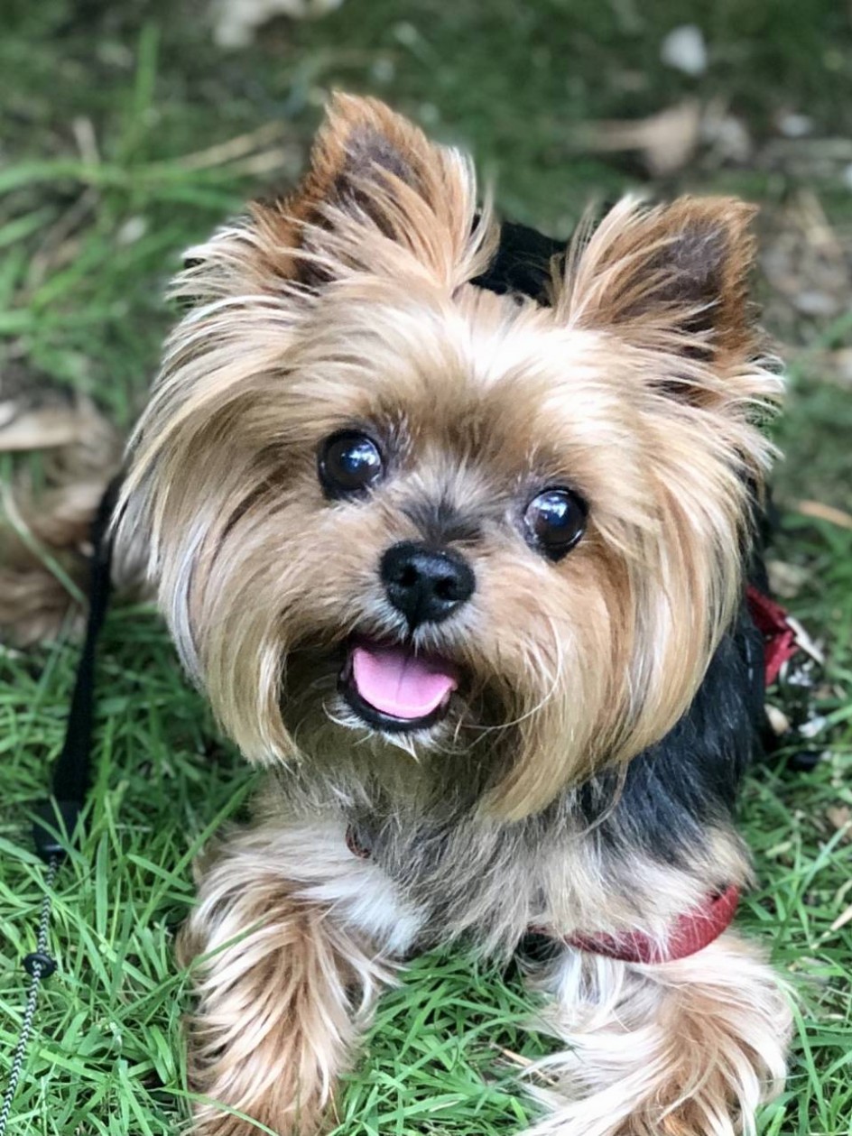 Мой четвероногий друг