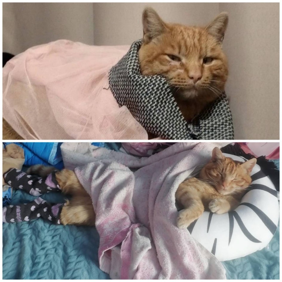 Самый модный кот в мире!