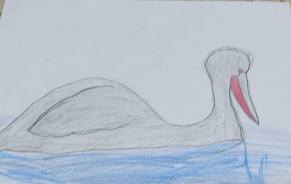 Птицы Красной книги. Кудрявый пеликан