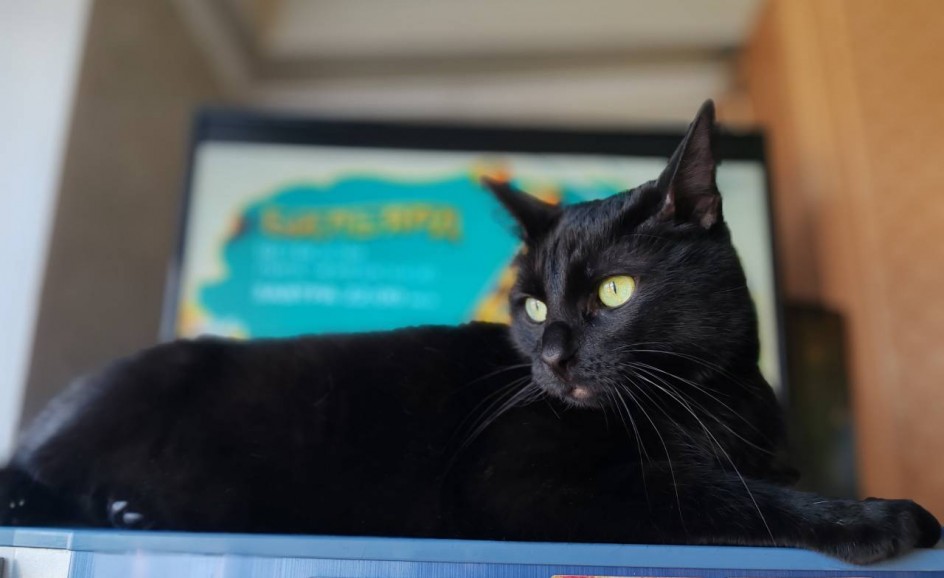 "Наблюдаю за голубями"