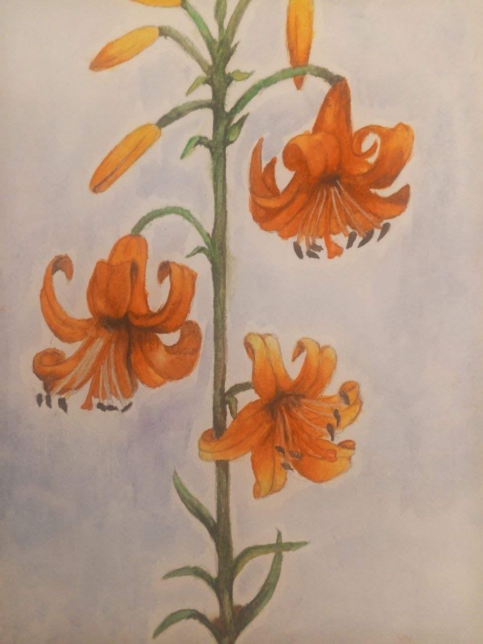 Цветы Лилии