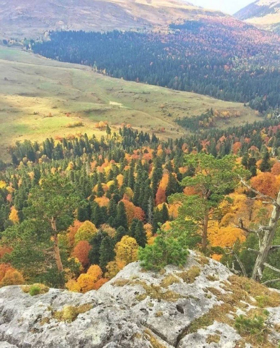 Осенний лес