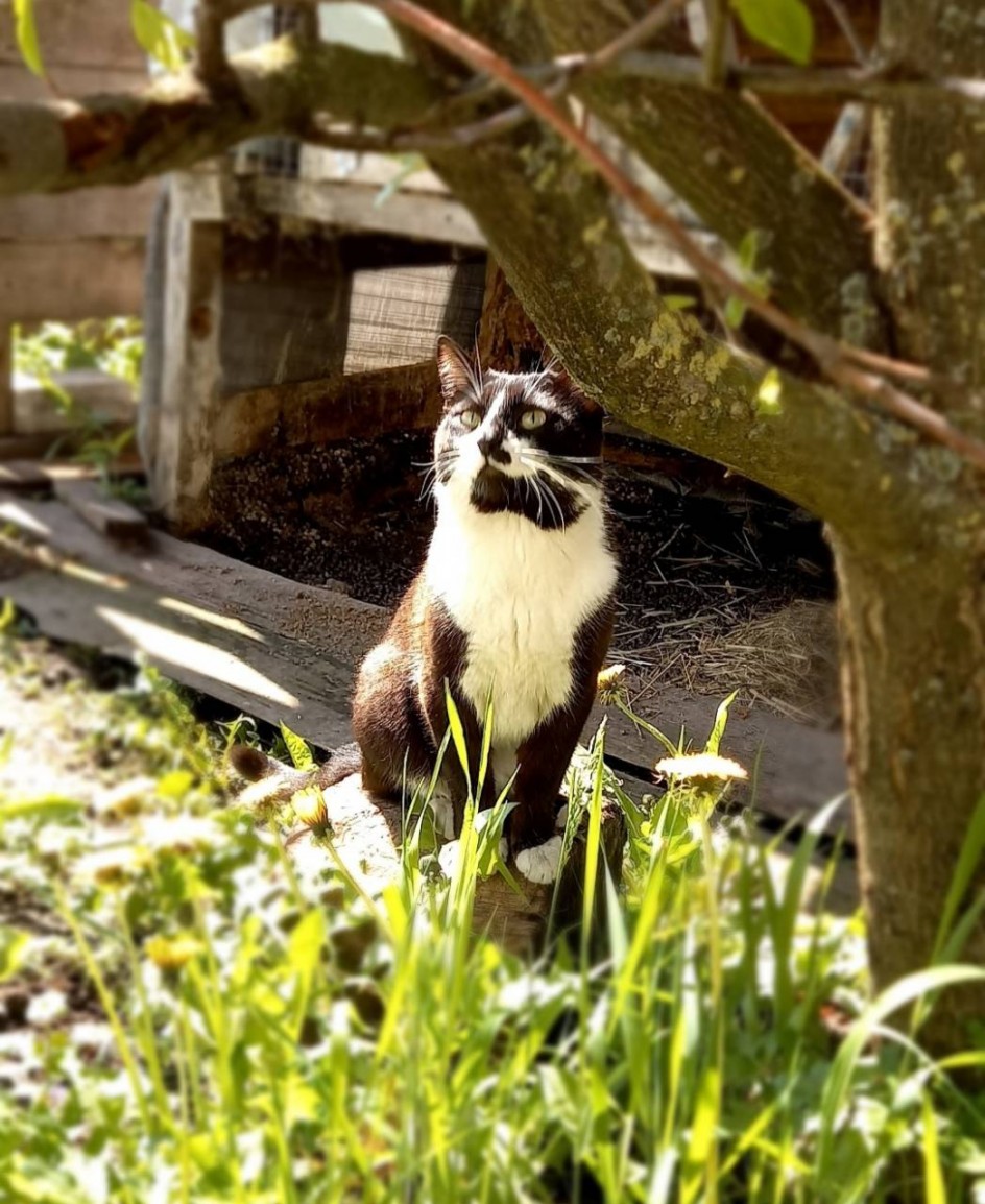 Мартовский кот