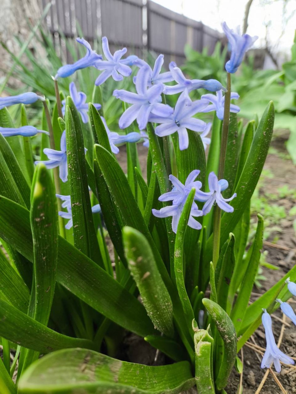 Весенняя нежность