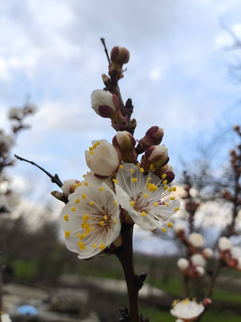 Весенняя нежность