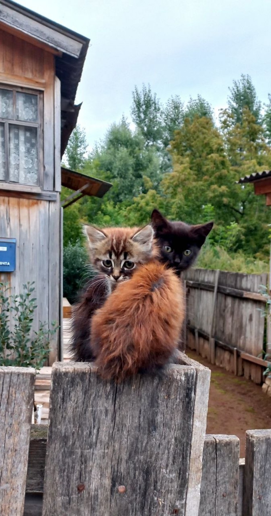 Пушистый дуэт