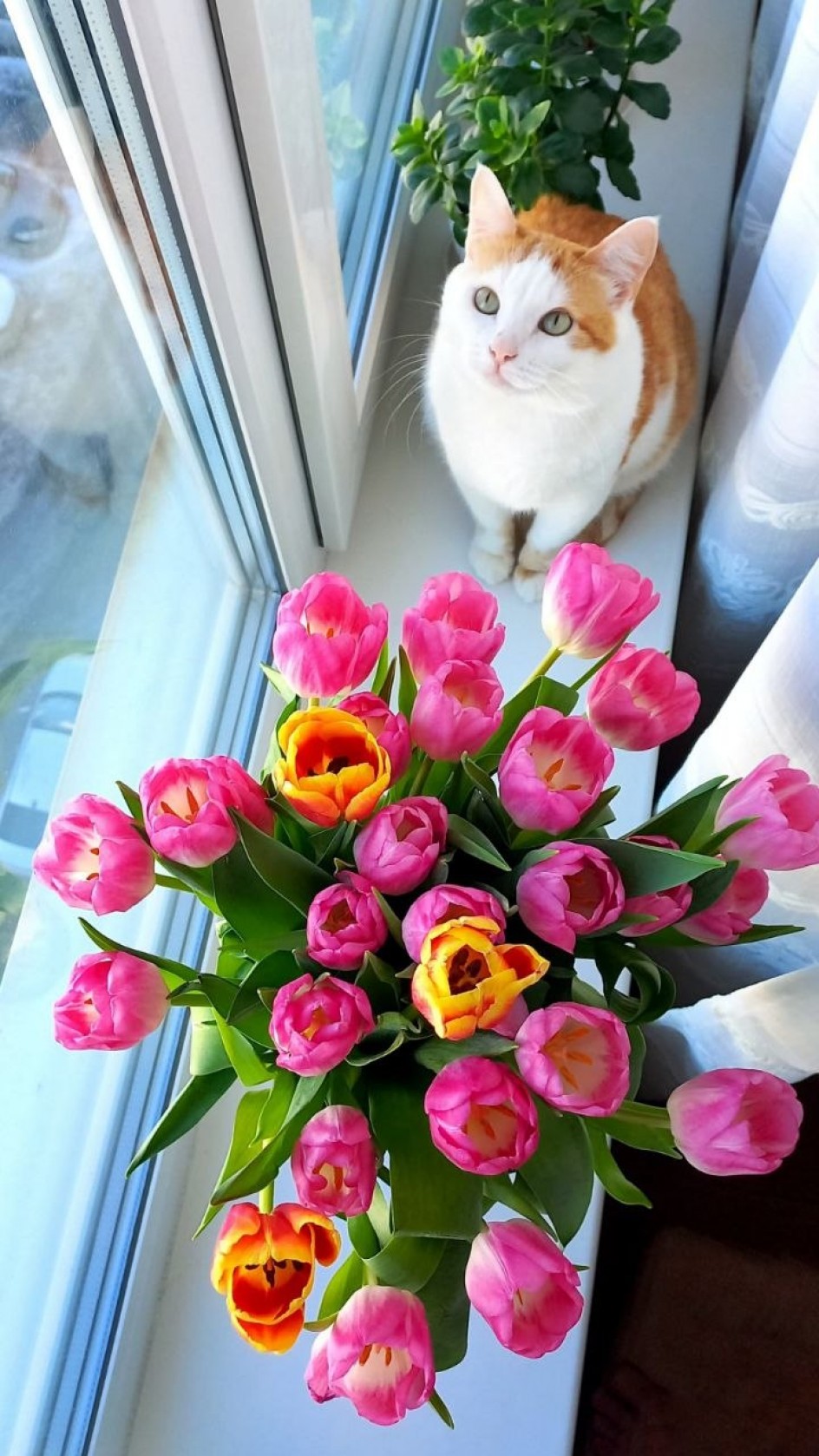 Пушистый флорист