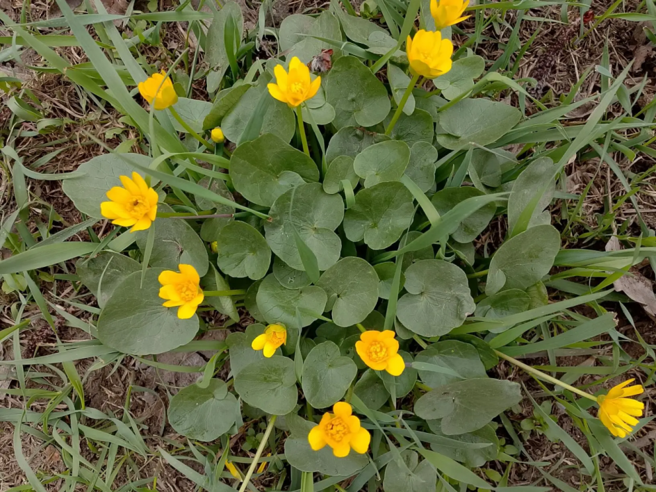 Солнечные цветы