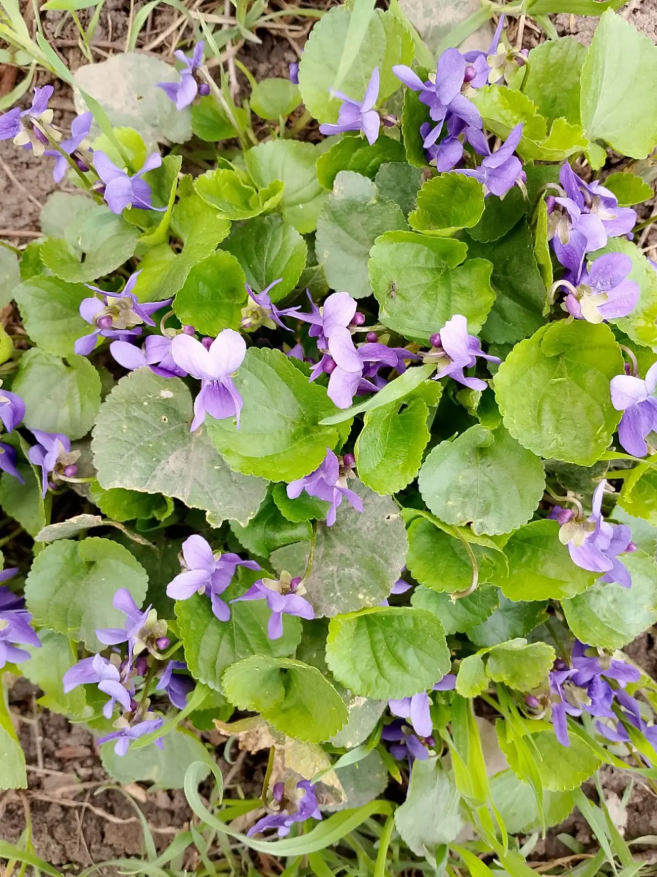 Фиалковое Настроение