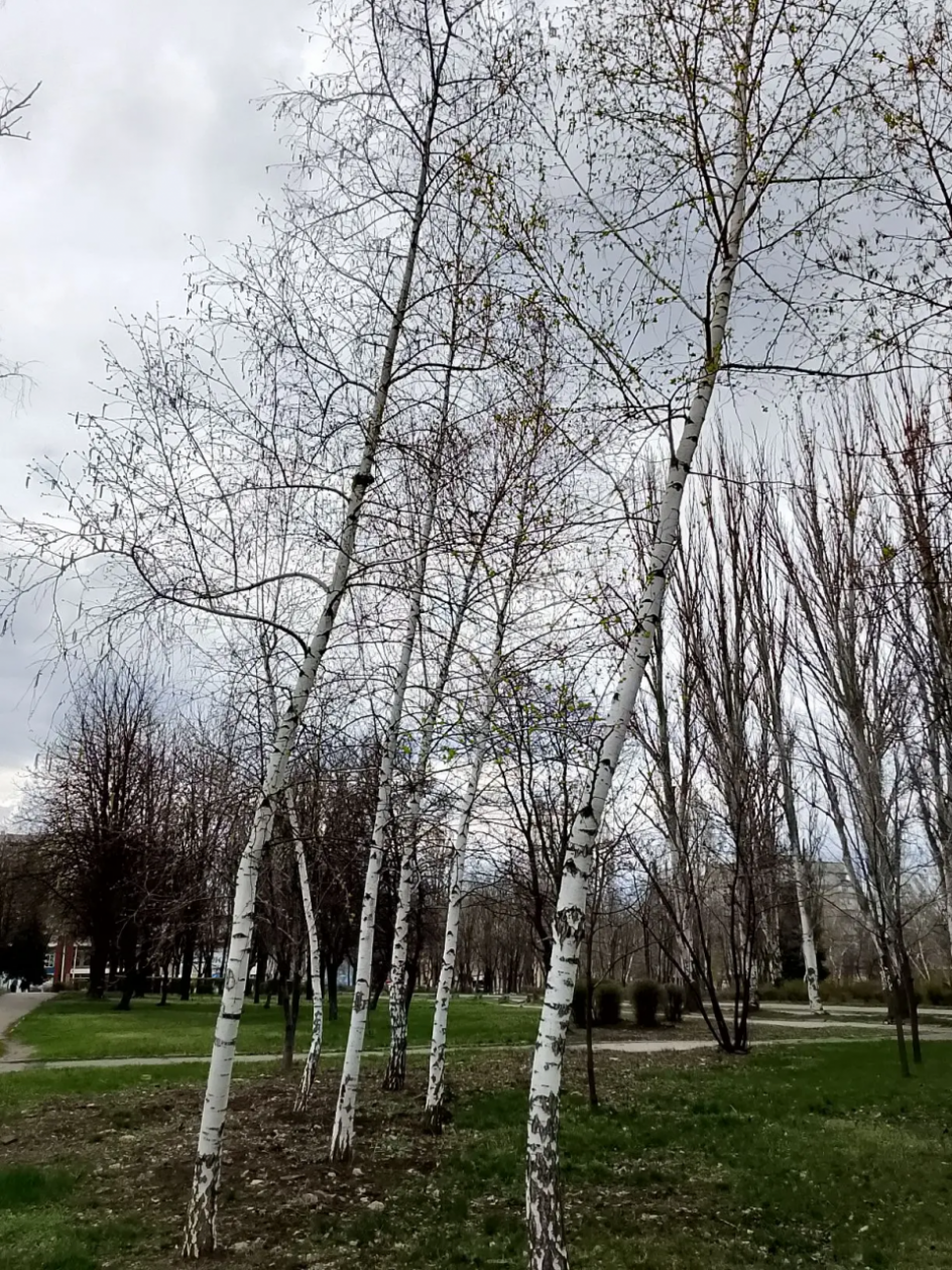 Русские березы - дыхание весны !